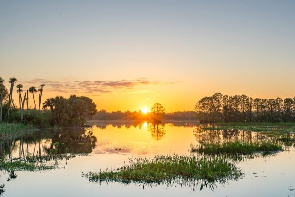 Sunrise over a calm wetland with palm trees and vegetation reflected in the still water under a clear sky.